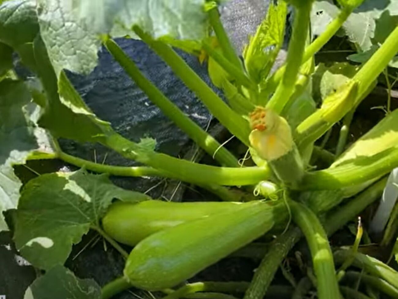 Перед подкормкой кабачков нужно сперва собрать уже созревшие плоды, так как органическое удобрение имеет резкий аромат