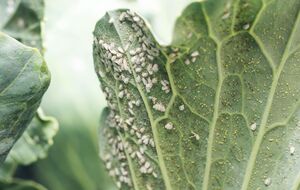 Белокрылка после обработки упадет на землю