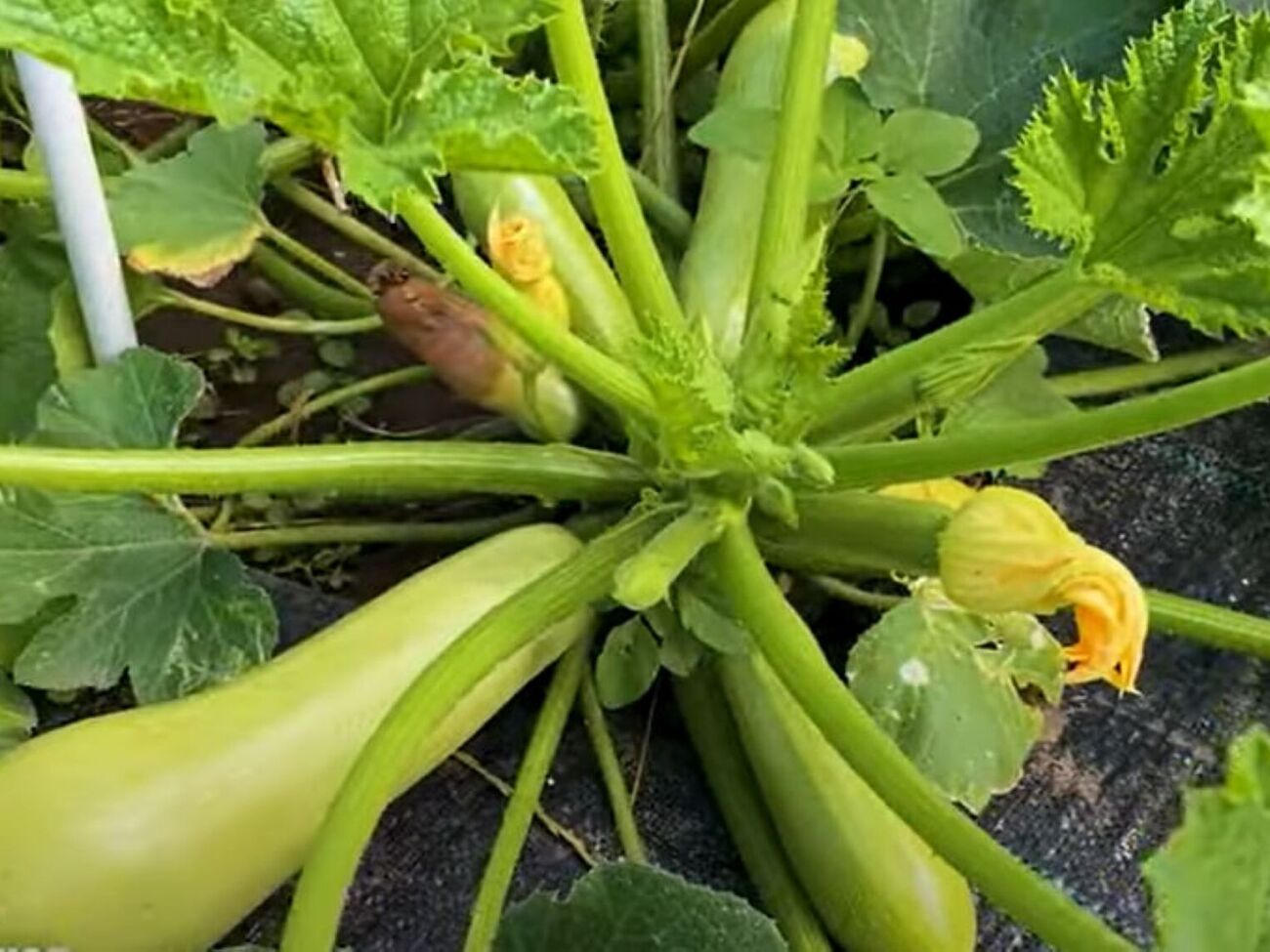 После обработки кабачков в течение 14 дней урожай необходимо удалять с кустов и выбрасывать