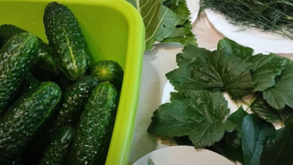 Перед приготуванням огірки потрібно замочити на кілька годин у воді