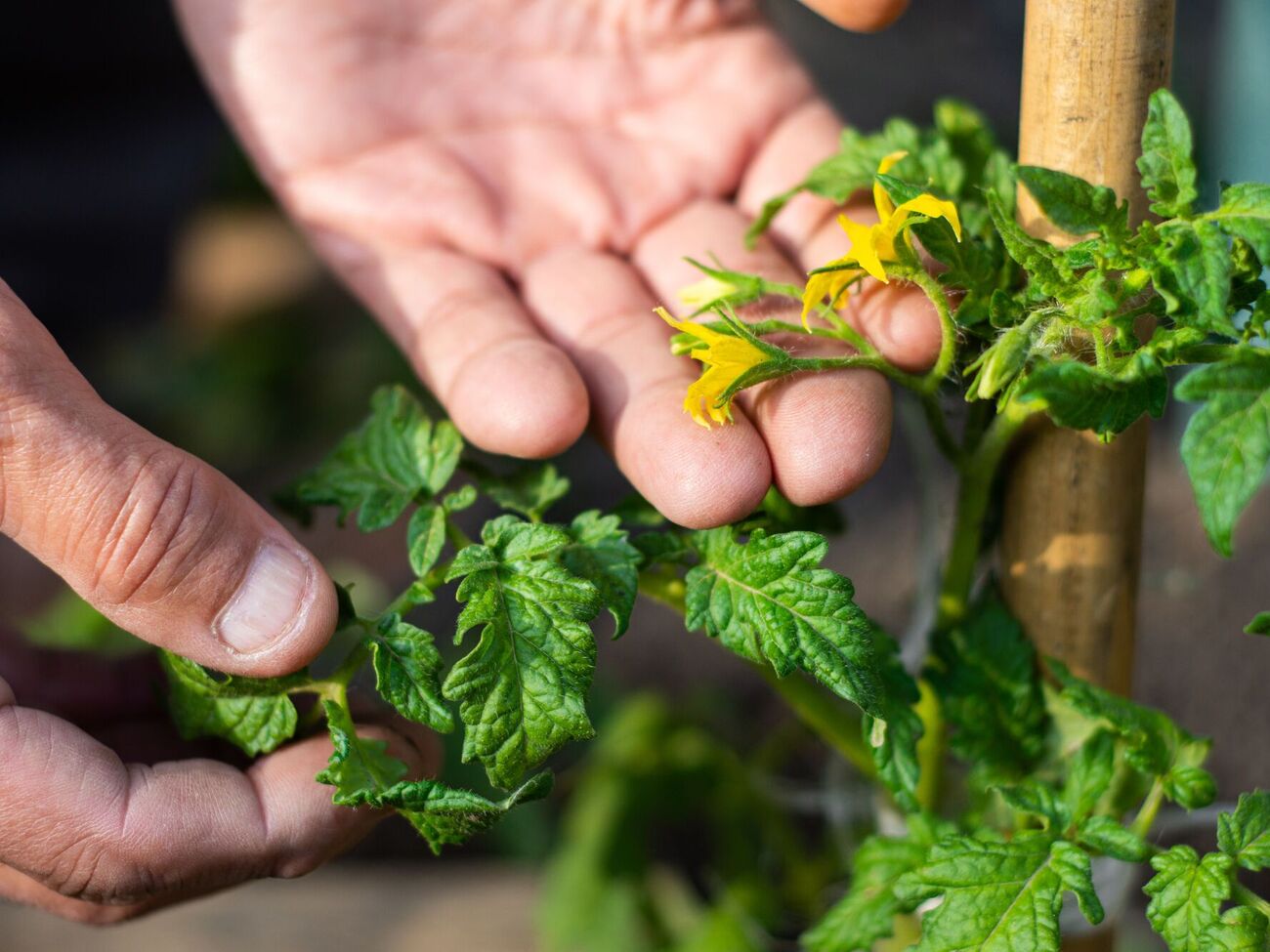 Жара может быть причиной того, что томаты цветут, а завязи не появляются
