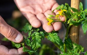 Жара может быть причиной того, что томаты цветут, а завязи не появляются