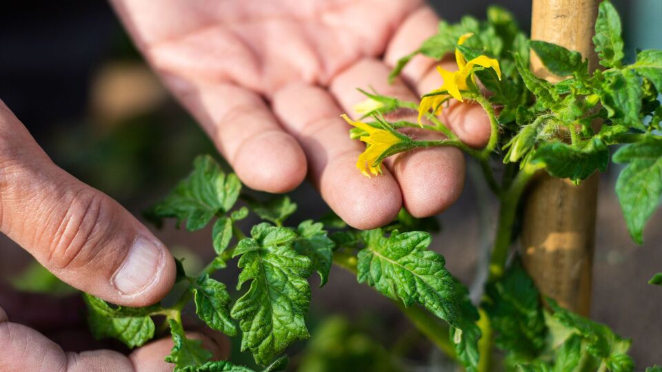 Жара может быть причиной того, что томаты цветут, а завязи не появляются