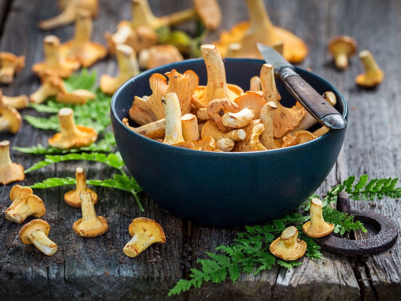 Лисички мають бути свіжими, без хробаків