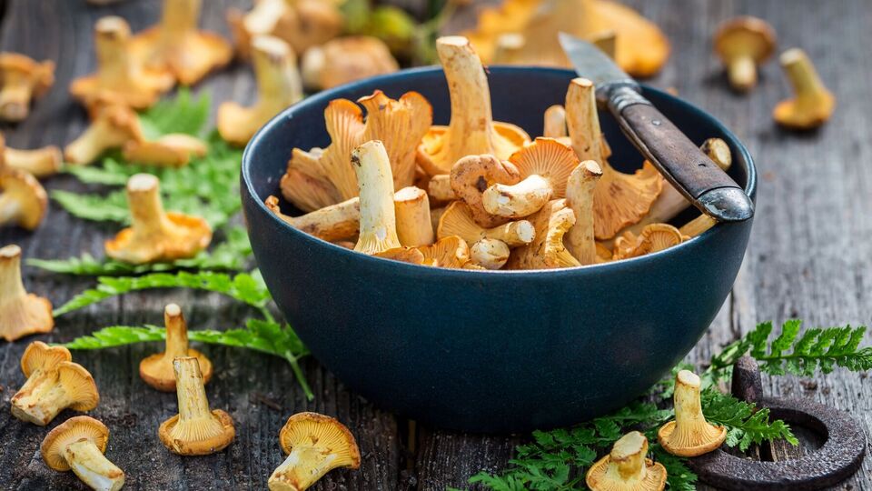 Лисички мають бути свіжими, без хробаків