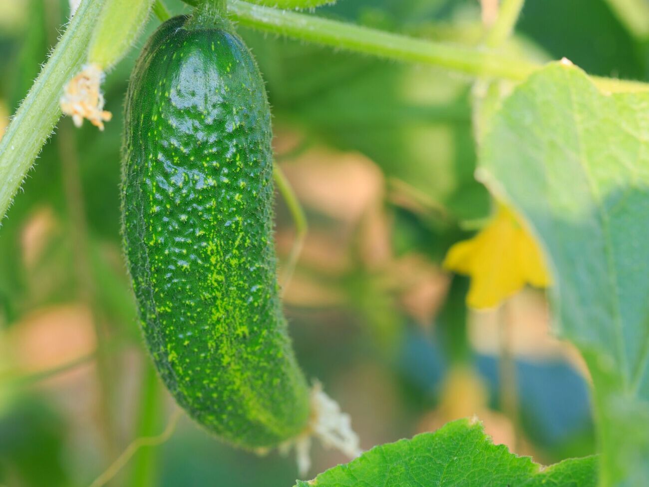 Огурцы подкармливают под корень, а также опрыскивают листья