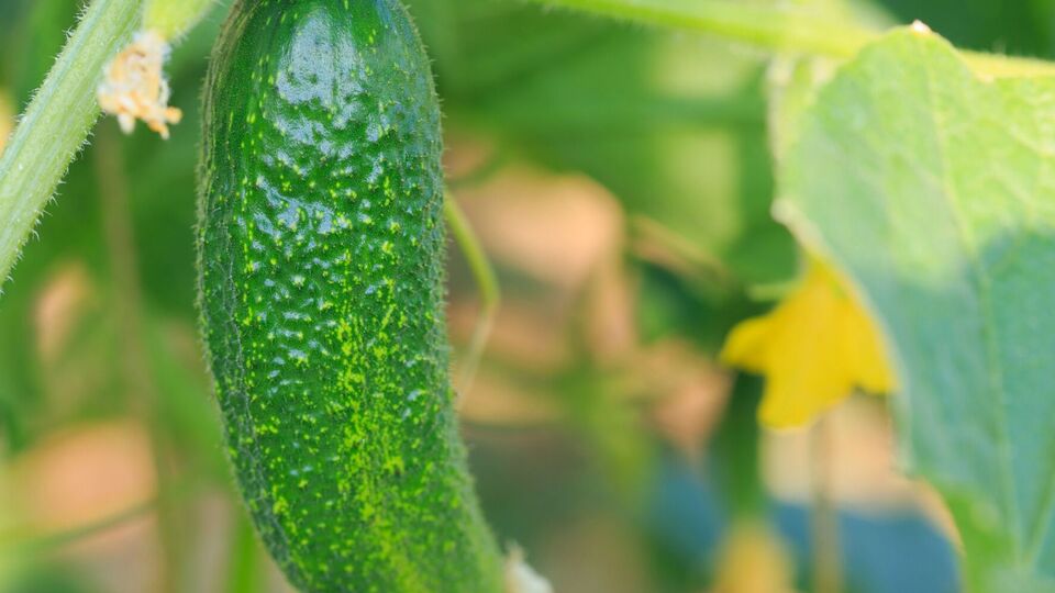 Огірки підживлюють під корінь, а також обприскують листя