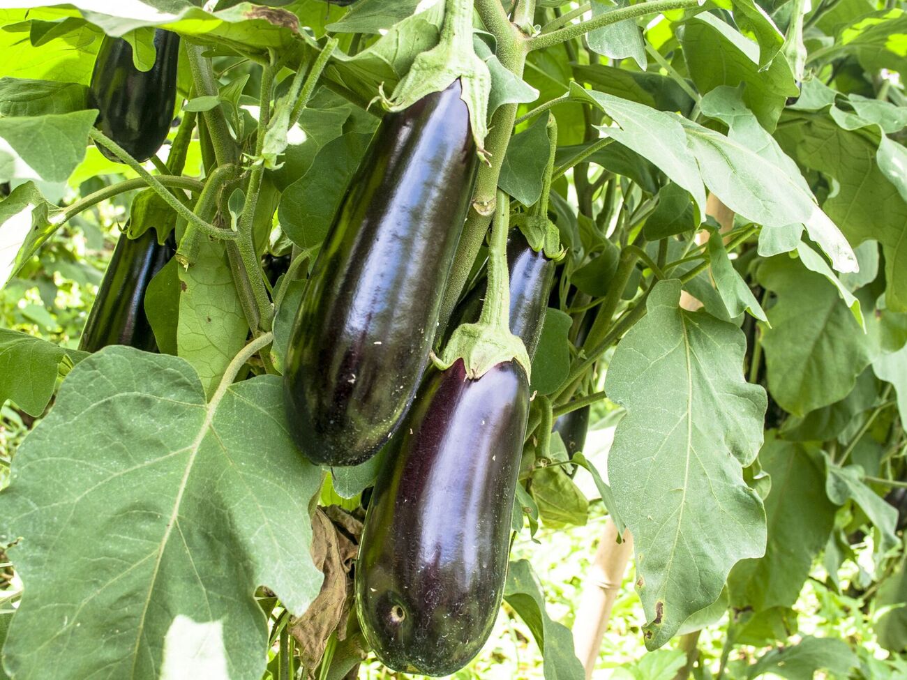 Баклажани необхідно вчасно збирати