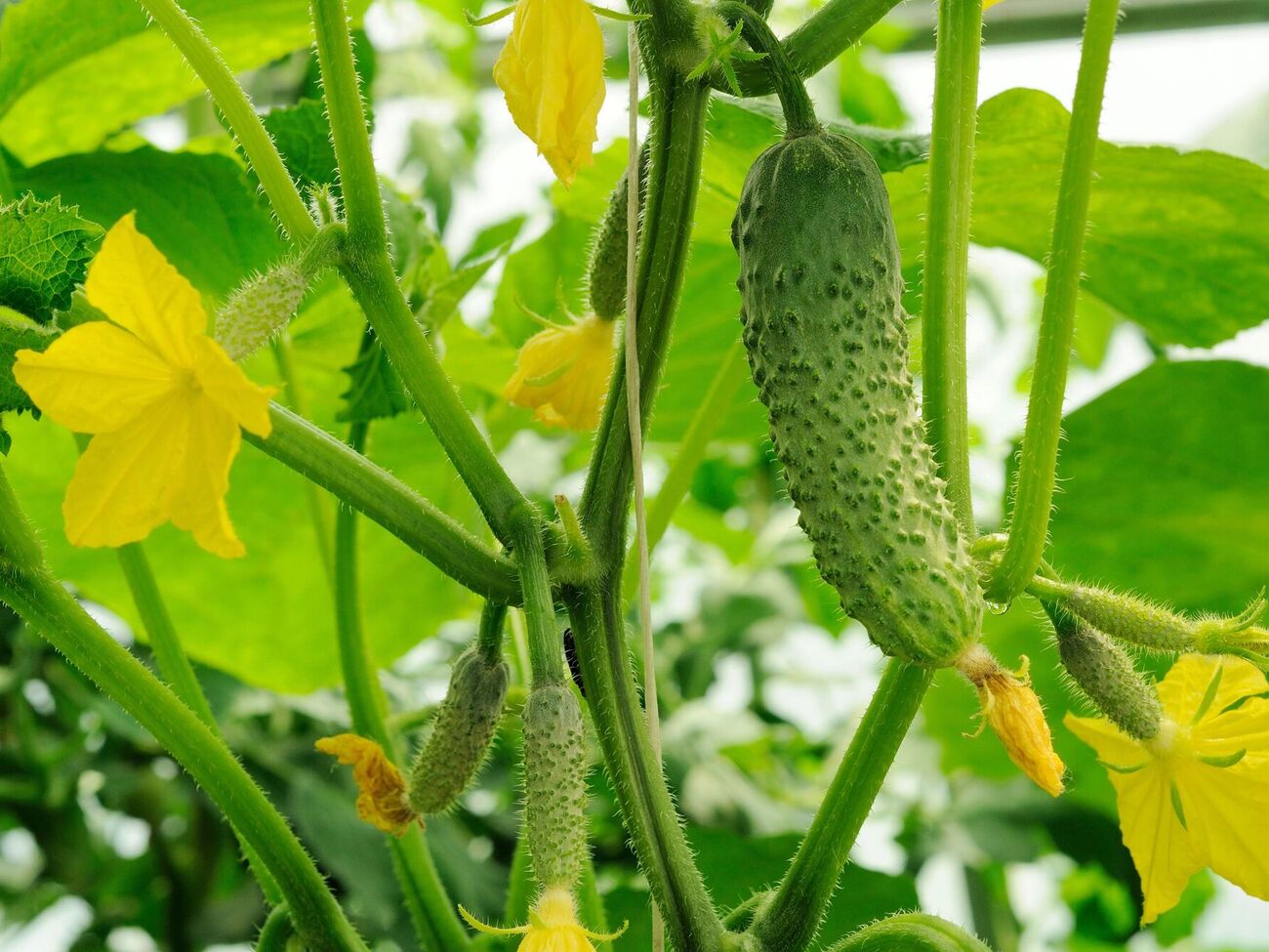 За словами городника, він використовує для підживлення огірків розчин, приготований із курячого посліду
