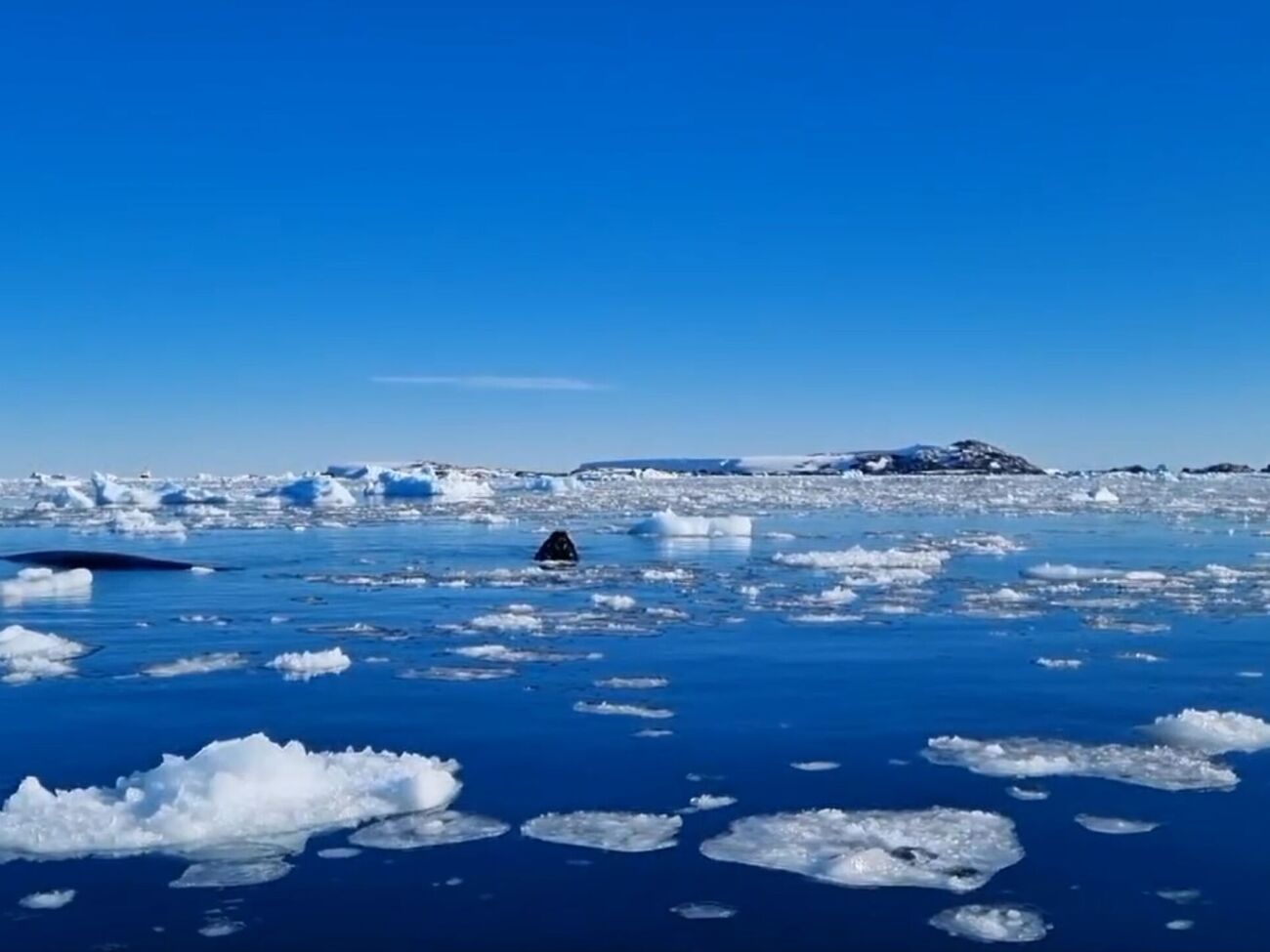 У НАНЦ розповіли факти про поведінку китів