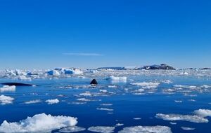 В НАНЦ рассказали факты о поведении китов