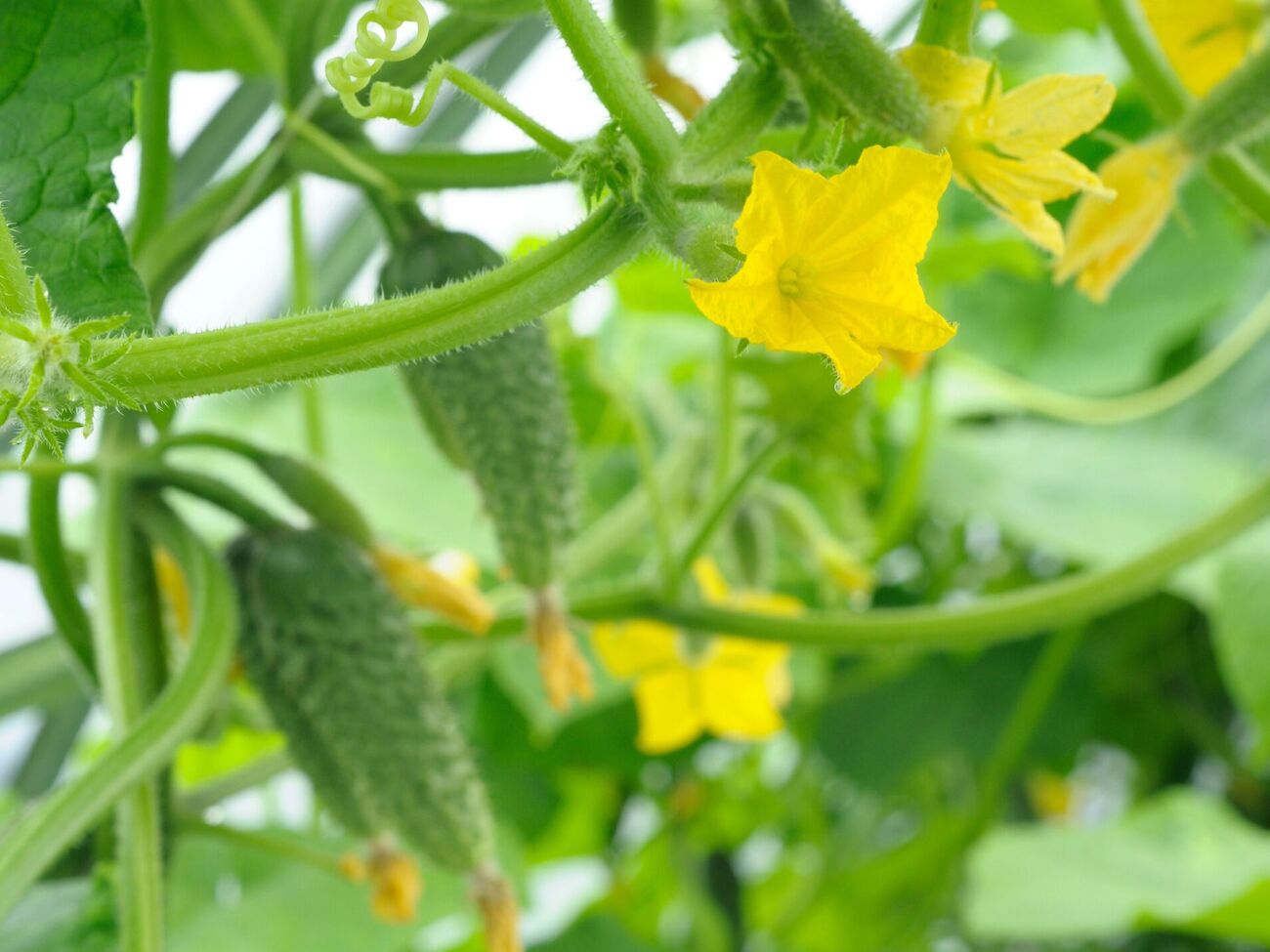 До пустоцвітів на огірках призводить надмірне внесення азотних добрив