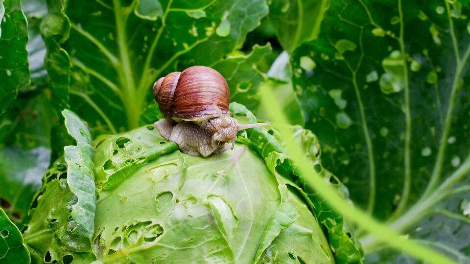 Від равликів можна позбутися екологічними методами