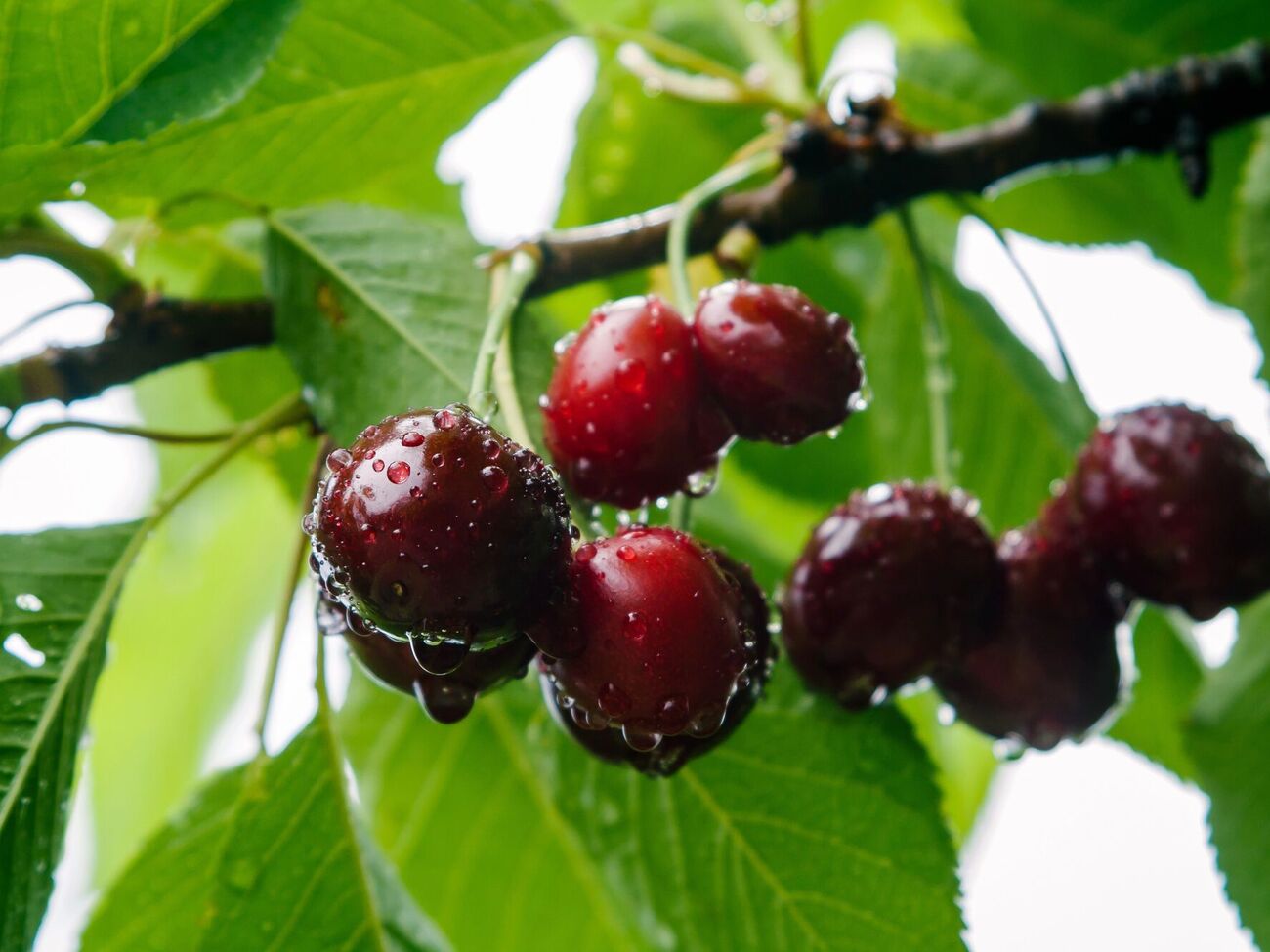 По словам садоводов, черешню можно защитить от поедания птицами с помощью сетки
