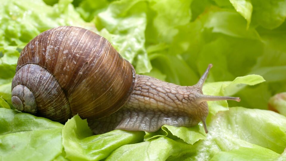 По словам огородника, он использует для борьбы с улитками молотый красный перец и горчичный порошок