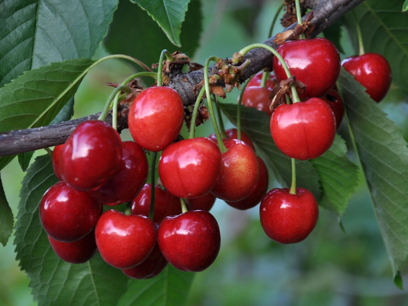 Для изготовления контейнера автор ролика использовал пластиковую бутылку объемом 1,5 л