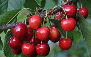 Для изготовления контейнера автор ролика использовал пластиковую бутылку объемом 1,5 л