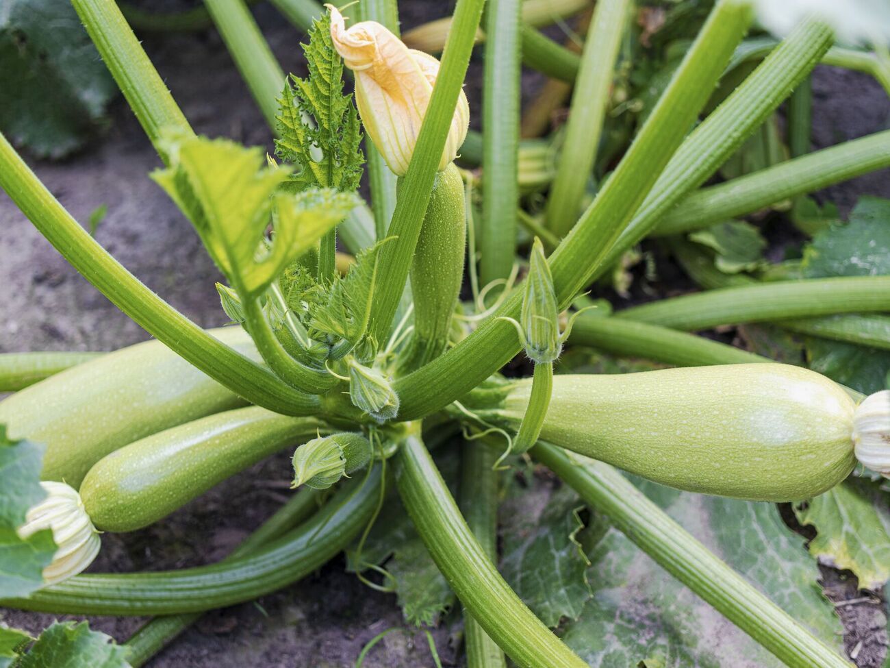 За словами садівника, від того, якого розміру зараз наросте кущ, залежить, скільки плодів він зможе "витягнути"