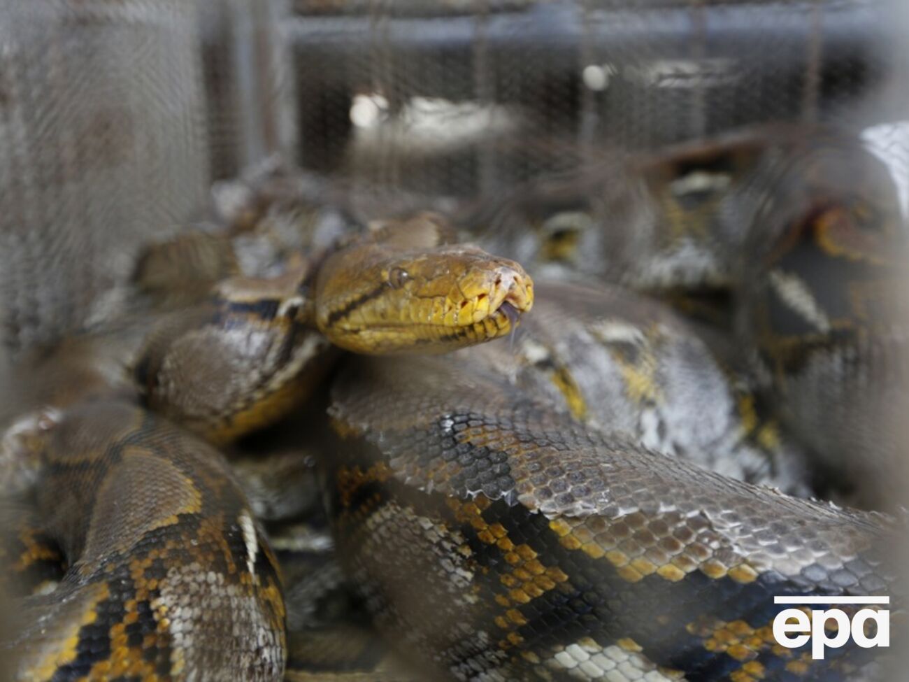 Жители села разрезали змею и обнаружили в ее желудке женщину