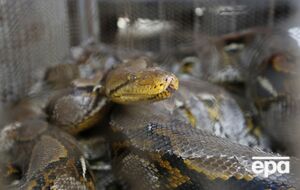 Жители села разрезали змею и обнаружили в ее желудке женщину