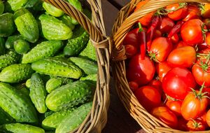 Огурцы и помидоры дадут щедрый урожай