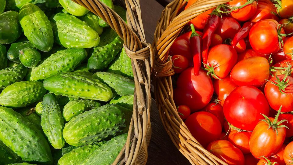 Огурцы и помидоры дадут щедрый урожай