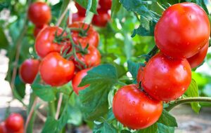 Удобрять томаты подкормкой из золы можно раз в неделю