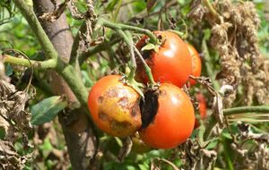 Блогерка розповіла, що готує розчин для оброблення томатів, розчинивши 6 г фунгіциду в 10 л води