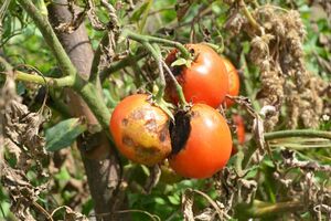 Блогер рассказала, что готовит раствор для обработки томатов, растворив 6 г фунгицида в 10 л воды