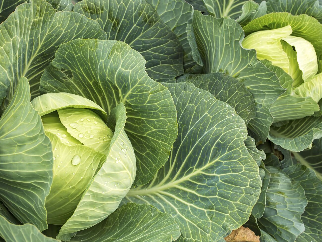 Под каждый куст капусты нужно вылить по 1 л подкормки