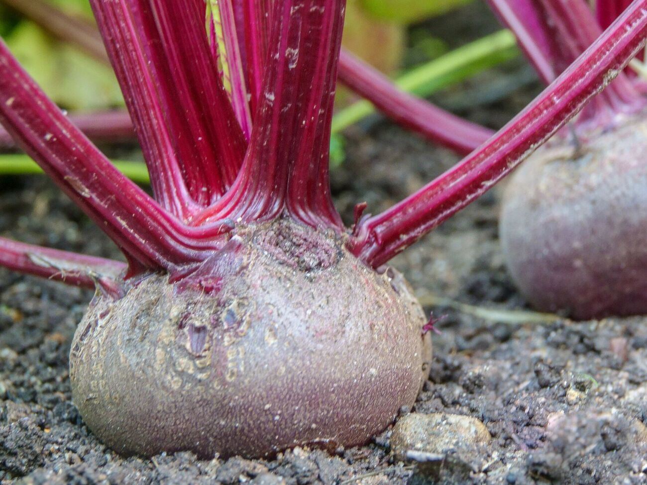 После подкормки солевым раствором участок нужно полить чистой водой