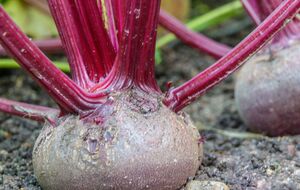 После подкормки солевым раствором участок нужно полить чистой водой