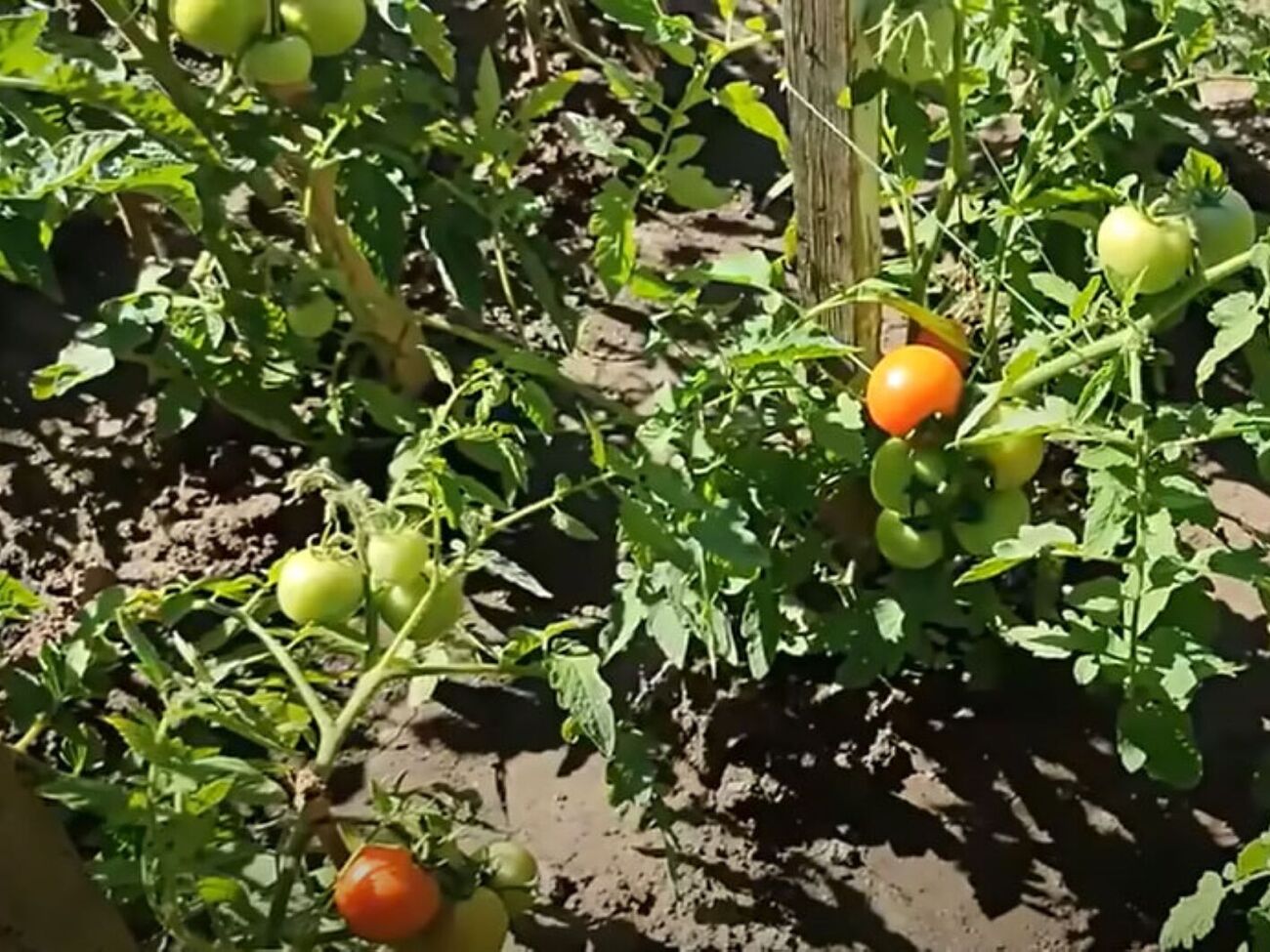 Огородница рекомендует обработать томаты раствором борной кислоты