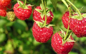 Малине необходимо достаточное количество влаги