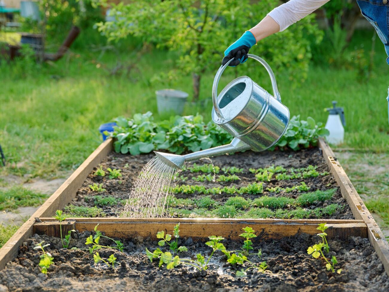 В жару растения нужно поливать только под корень