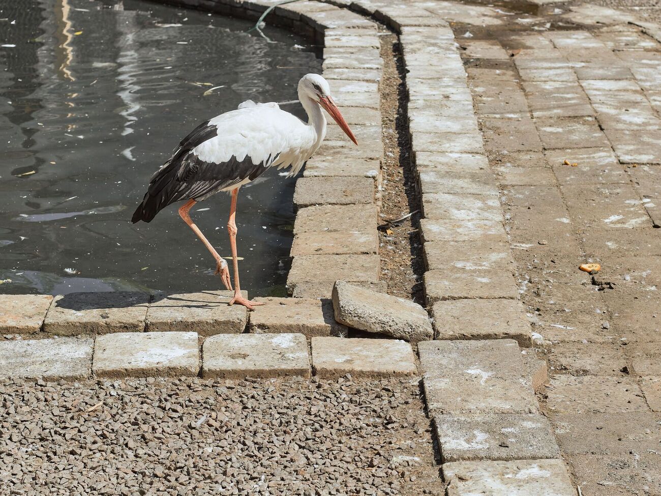 Поліцейські жартома записали лелеку у змінний склад малої авіації