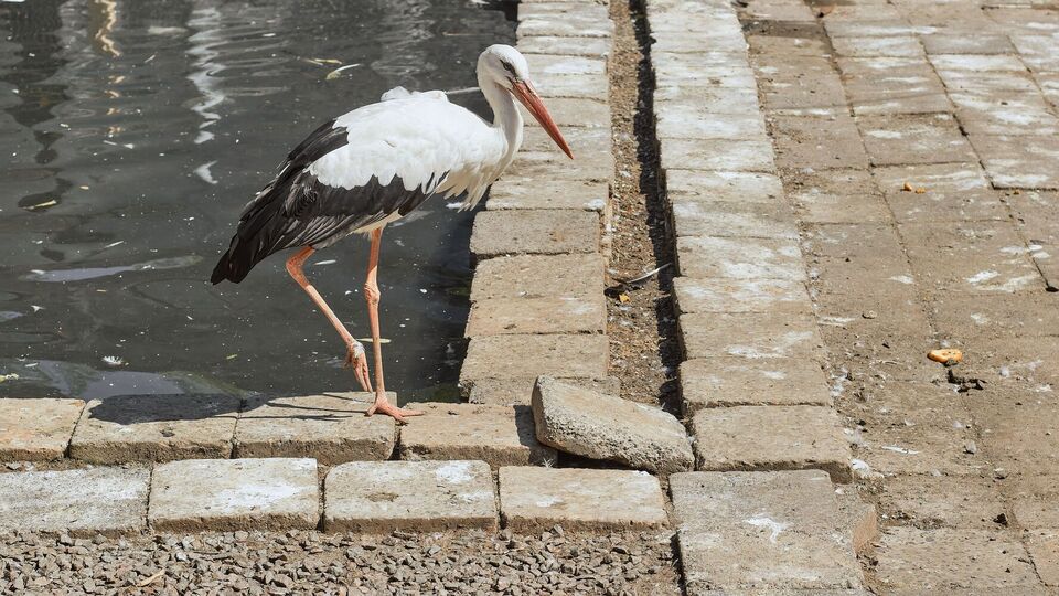Полицейские шутя записали аиста в переменный состав малой авиации