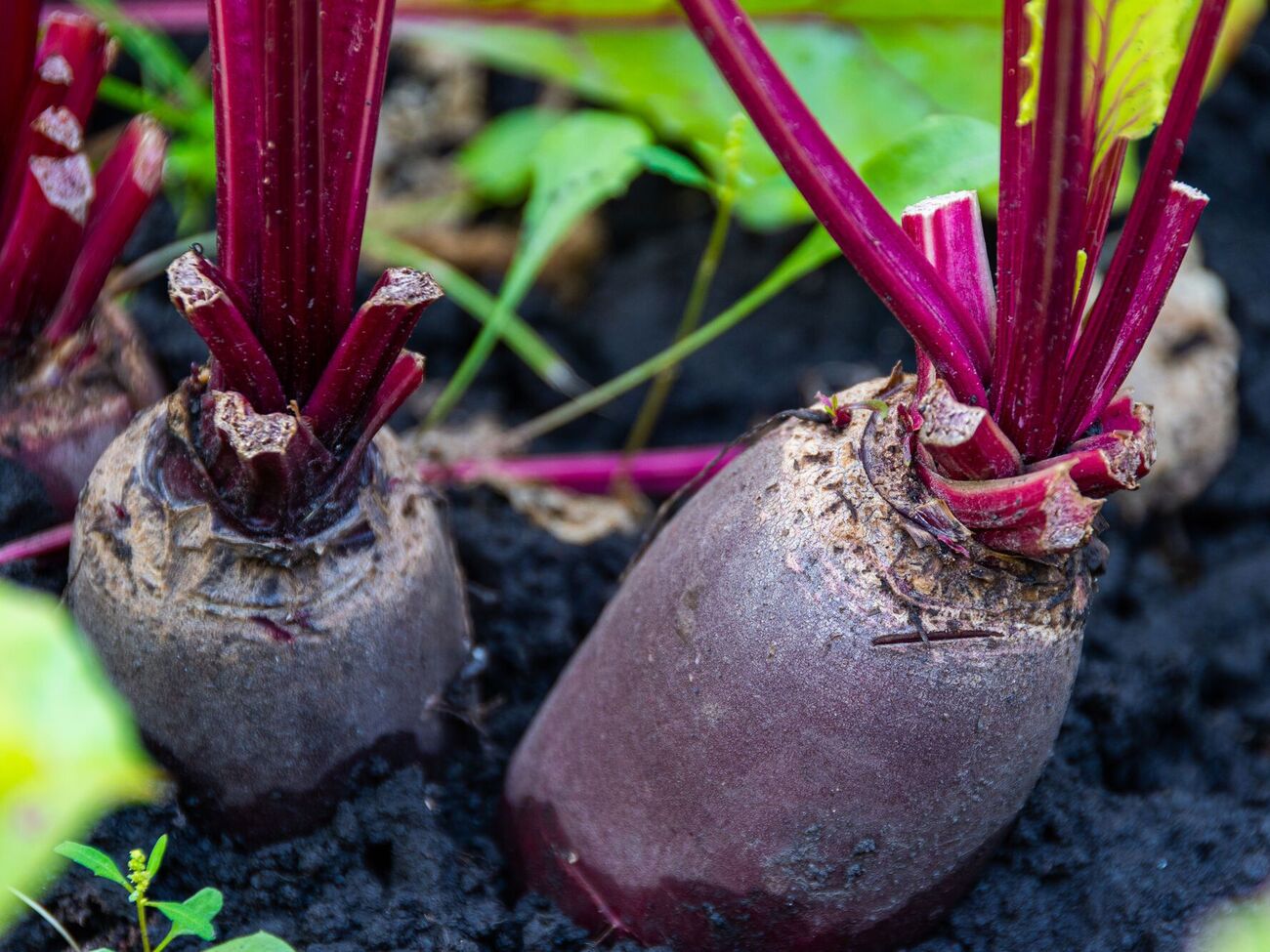 После удобрения грядки нужно обильно полить