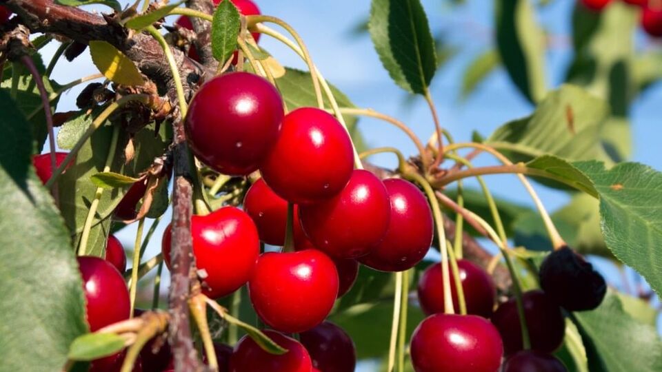 Вишню обробляють у холодну погоду