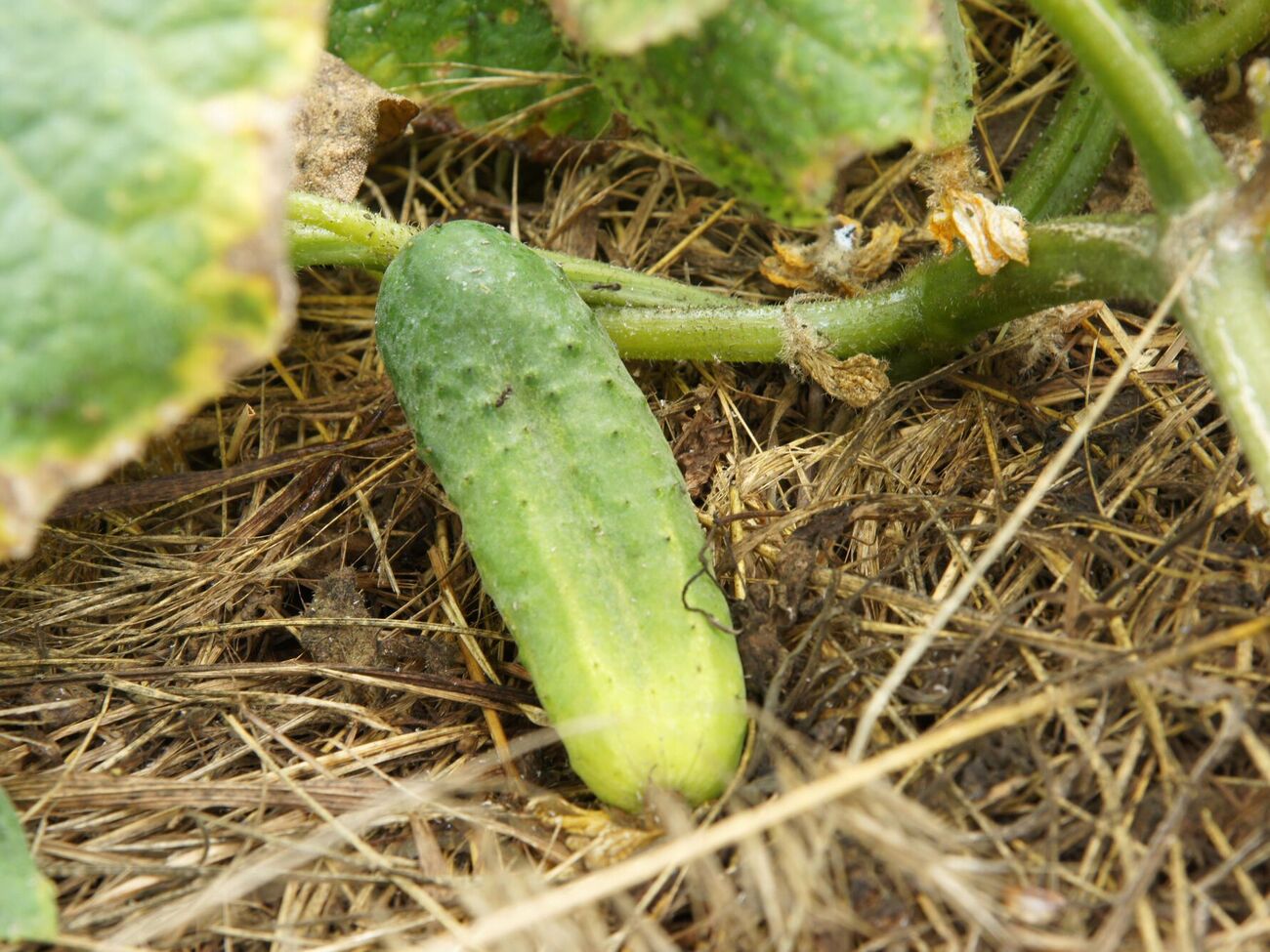 Огурцы могут вырасти жесткими, если не провести специальную подкормку