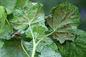 Оброблення проводять по листю