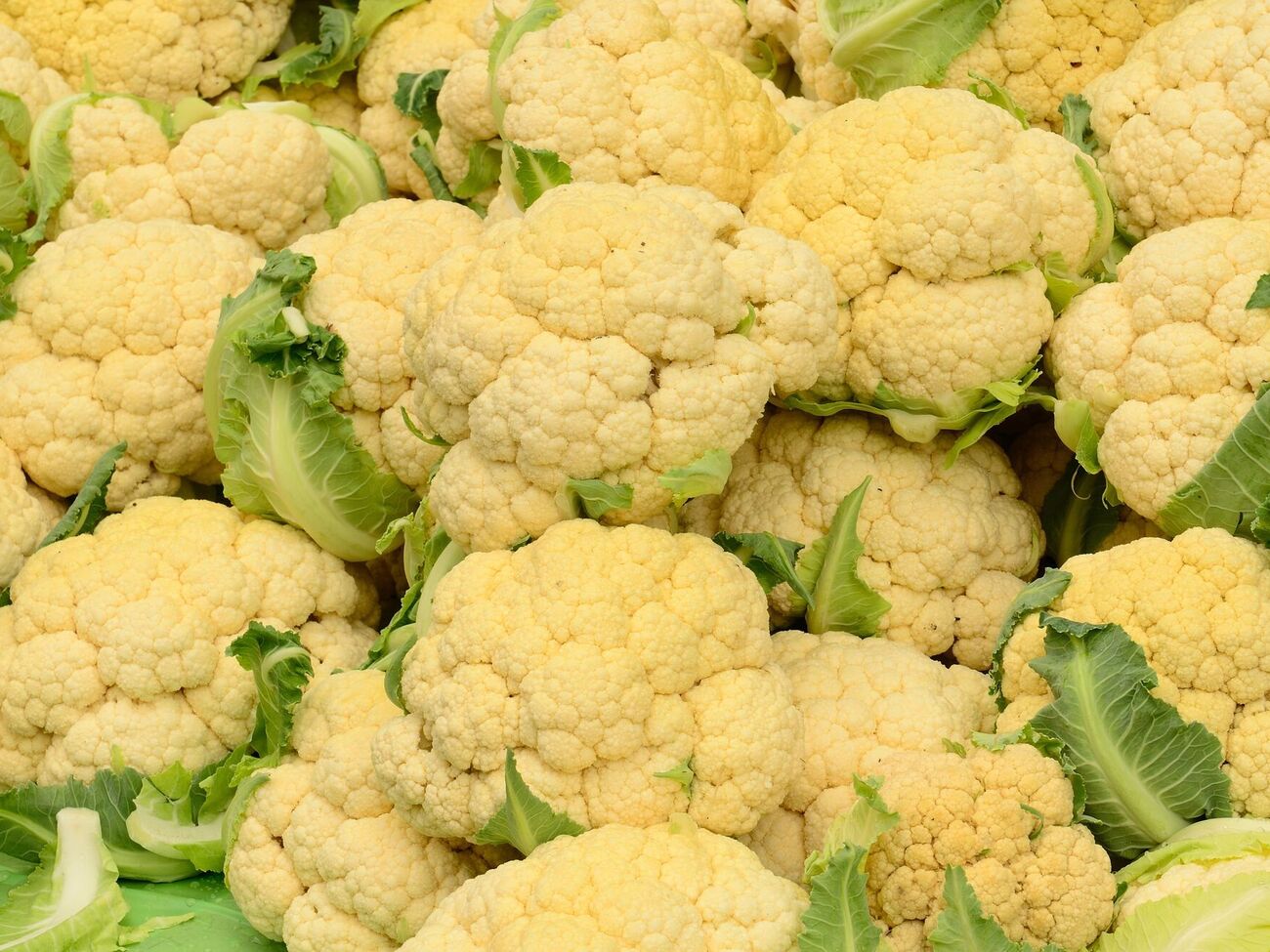 Защитить капусту от солнца можно с помощью ее собственных листьев