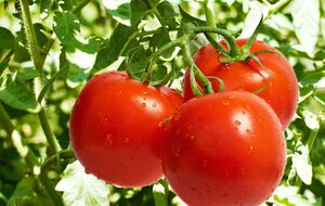 Нужно позаботиться, чтобы стебли выдержали вес плодов