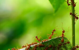 Муравьи провоцируют появление тли, которая способна повредить урожай и на огороде, и в саду