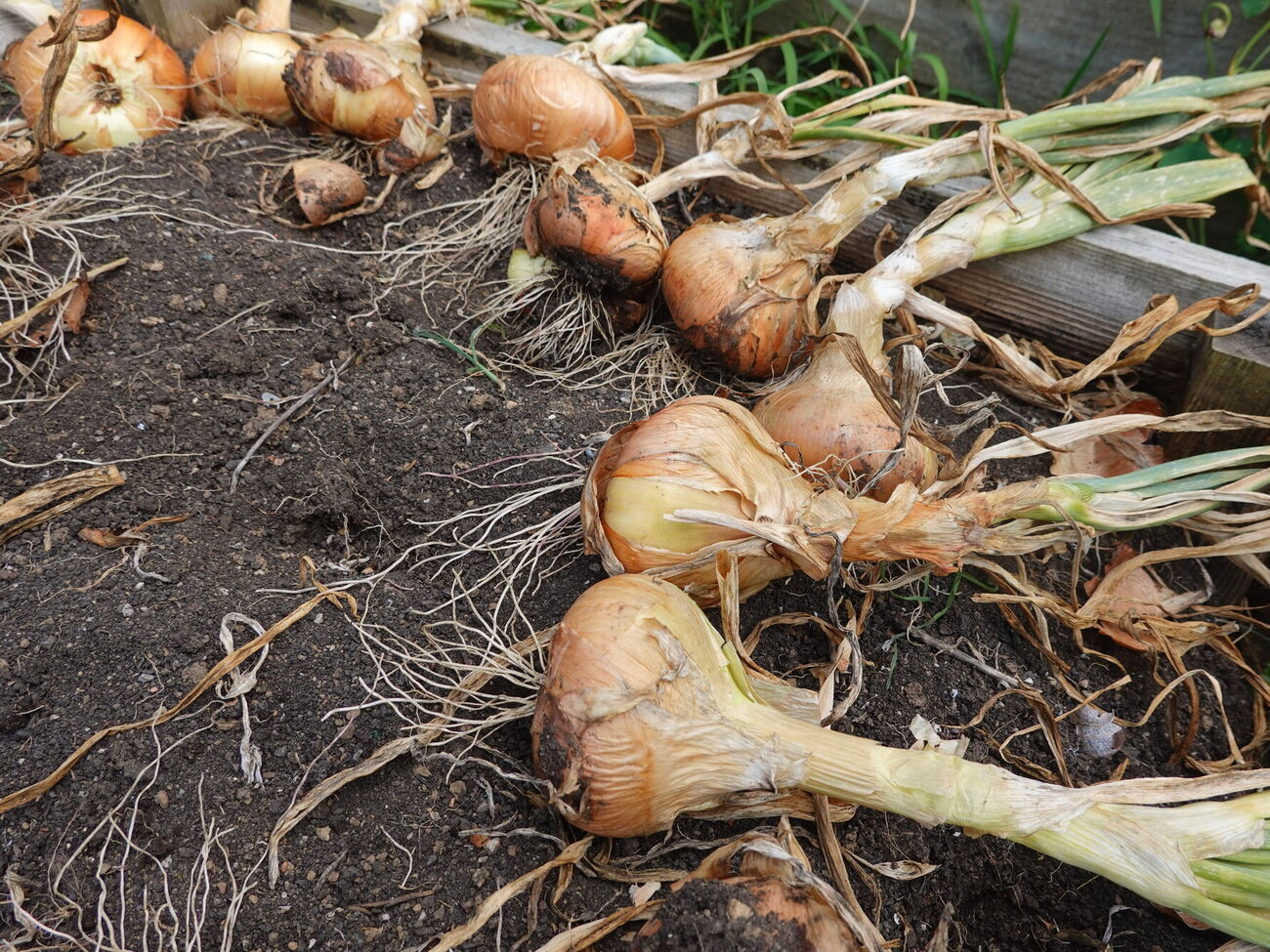Для формування коси городниця рекомендує використовувати суху виноградну лозу