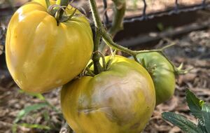 В аномальну спеку томатам загрожують грибкові захворювання