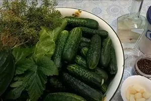 Банки с квашеными огурцами нужно хранить в холодном месте