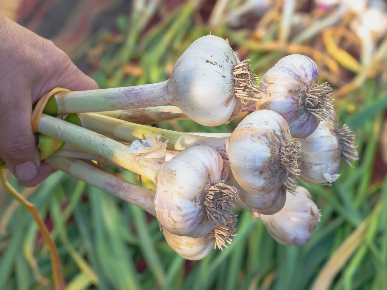 На участке после чеснока можно высадить ранний горох