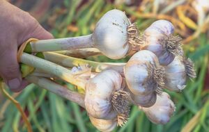 На участке после чеснока можно высадить ранний горох