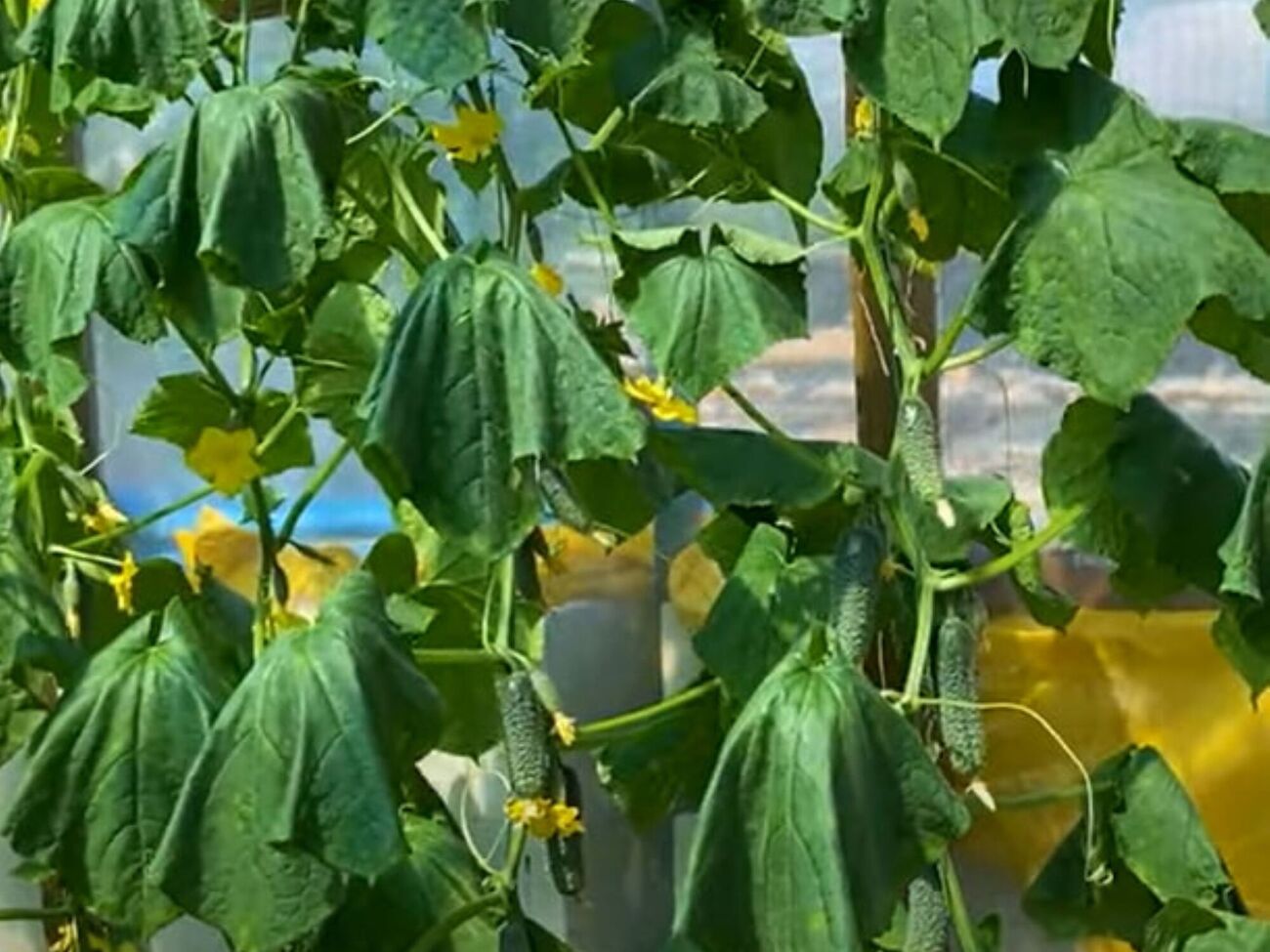 Поливать увядшие огурцы нужно только теплой водой